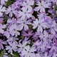 Phlox subulata