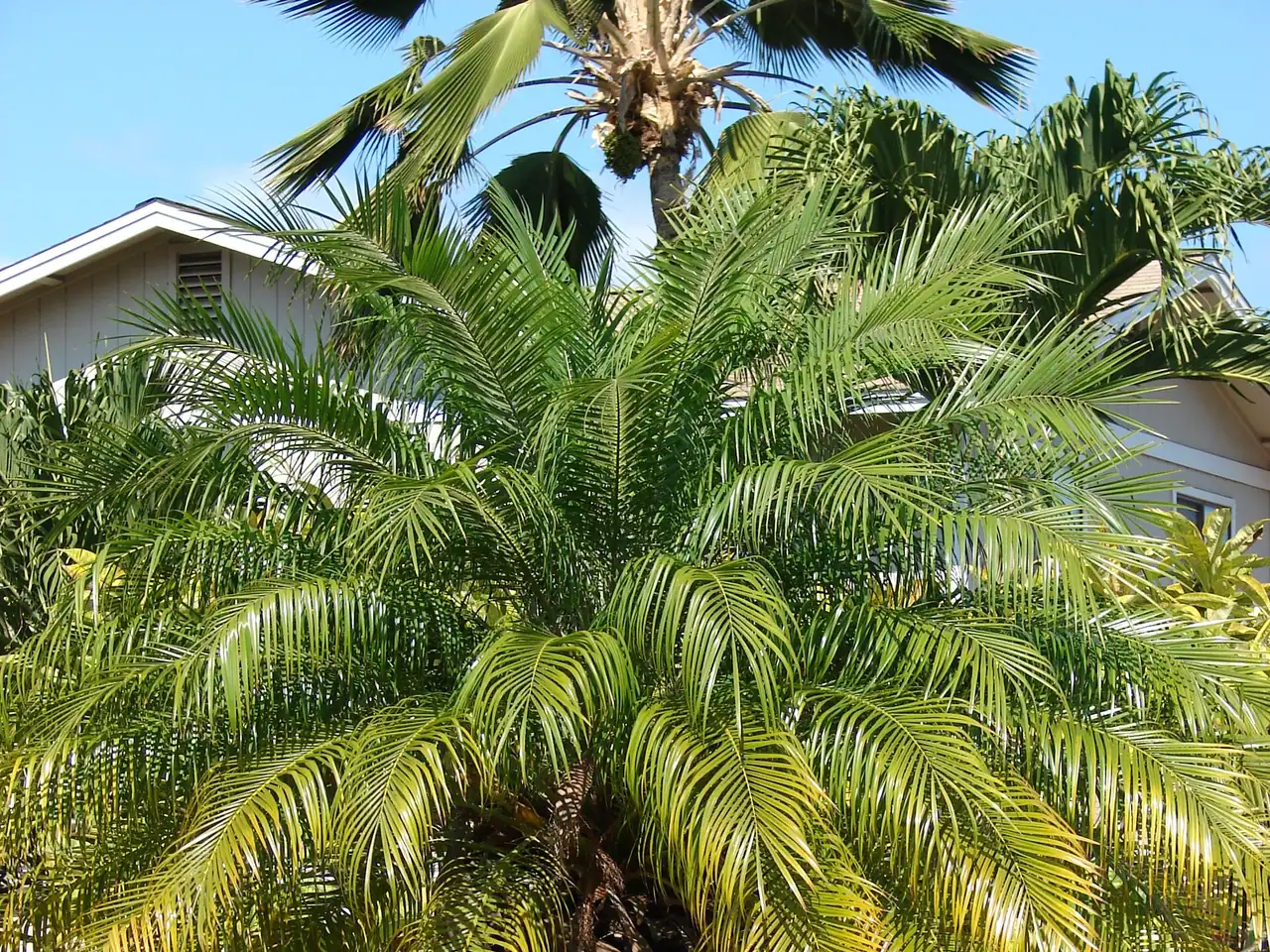 Dwarf date palm
