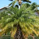 Dwarf date palm