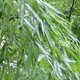 Golden Bamboo