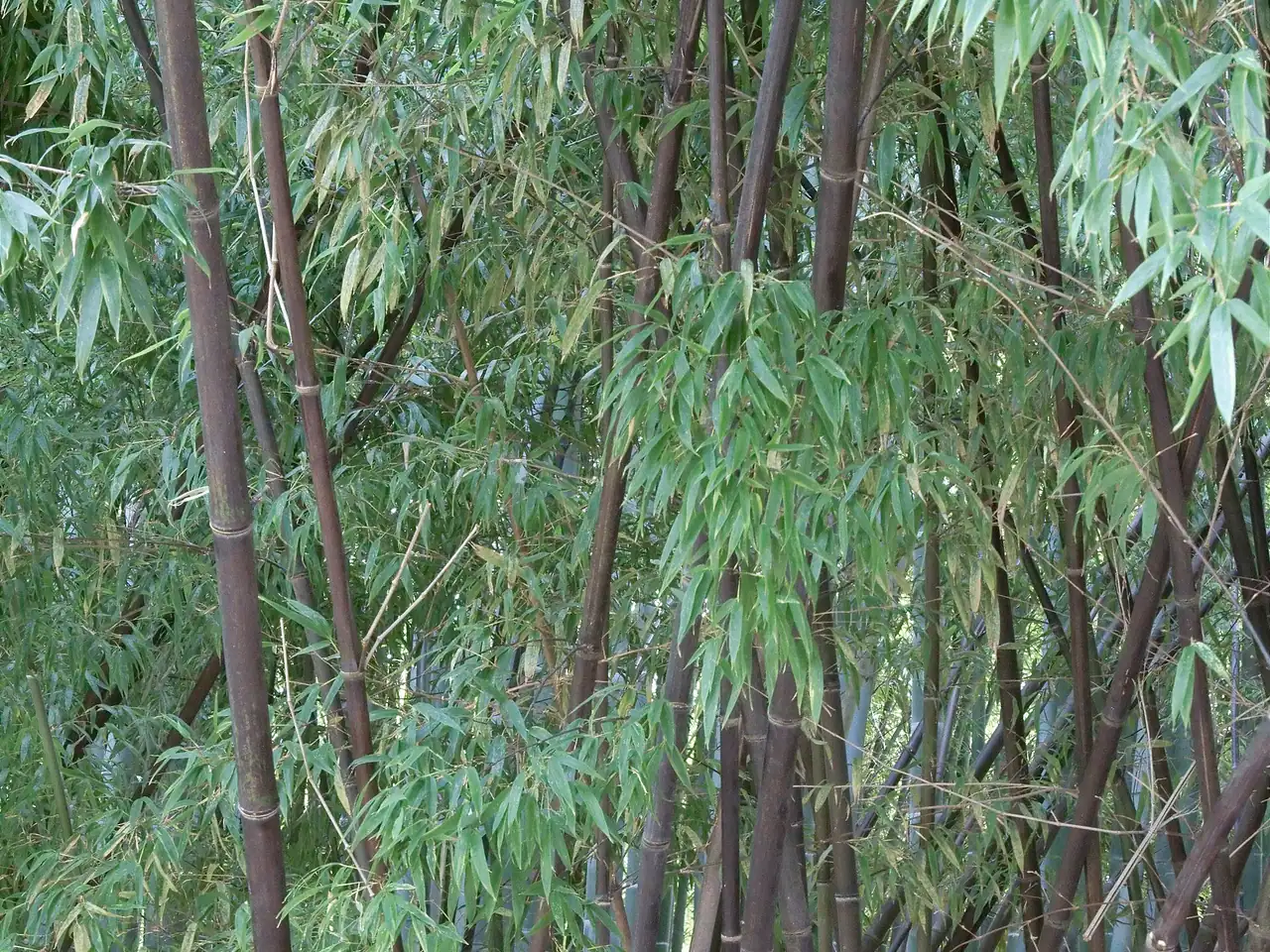 Black bamboos