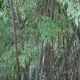 Black bamboos