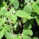 Cape gooseberry