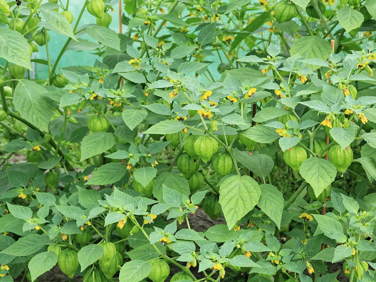 Tomatillo