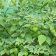 Tomatillo