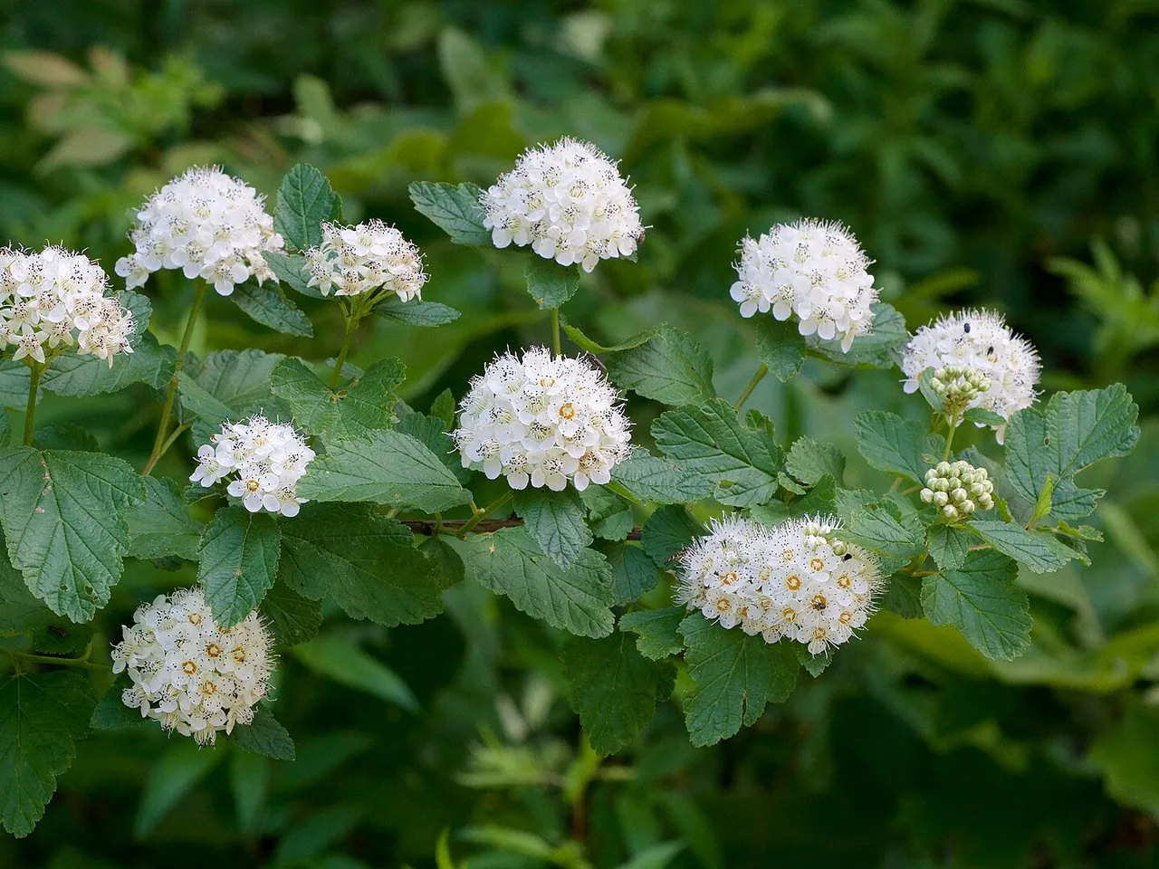 Physocarpus opulifolius