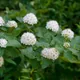 Physocarpus opulifolius