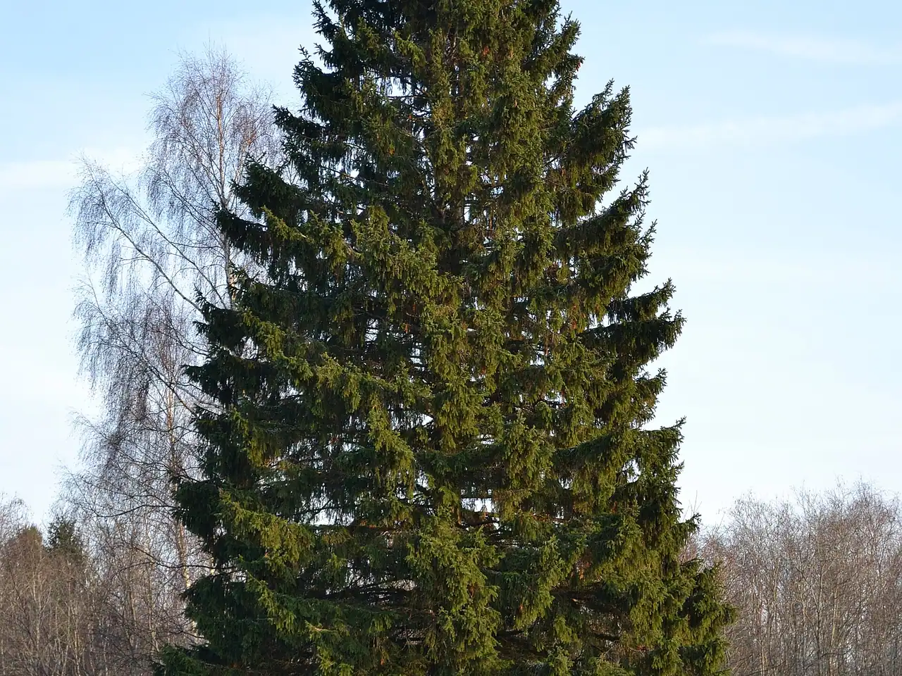 European spruce