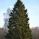 European spruce