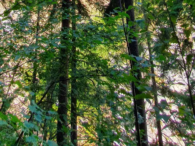 Pančić spruce