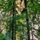 Pančić spruce