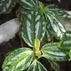 Pilea cadierei