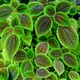 Pilea involucrata