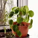 Chinese money plant