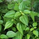 Pilea pumila