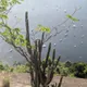 Pilosocereus brasiliensis