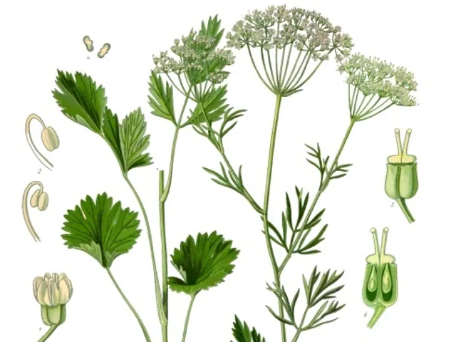 Anise