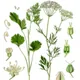 Anise