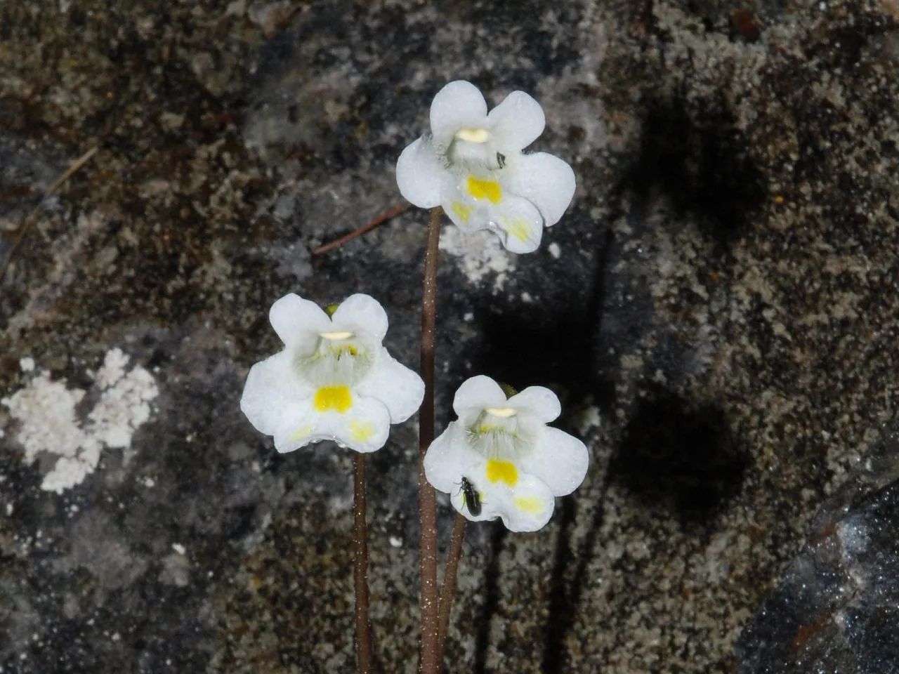 Alpine butterwort