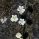 Alpine butterwort