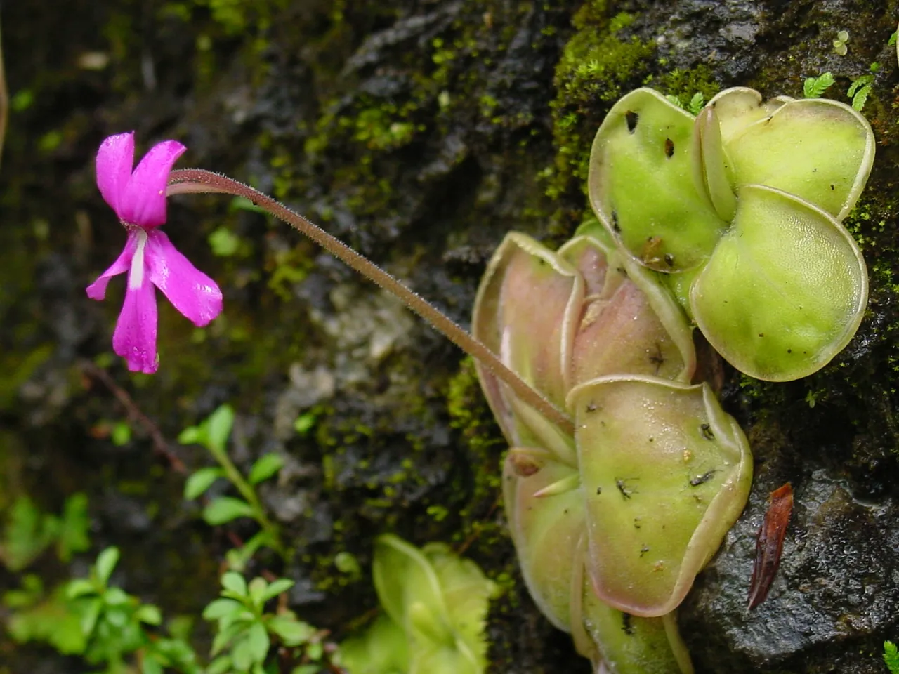 Pinguicula moranensis