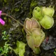 Pinguicula moranensis