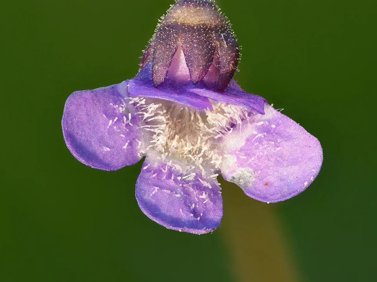 Bog violet