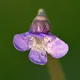 Bog violet