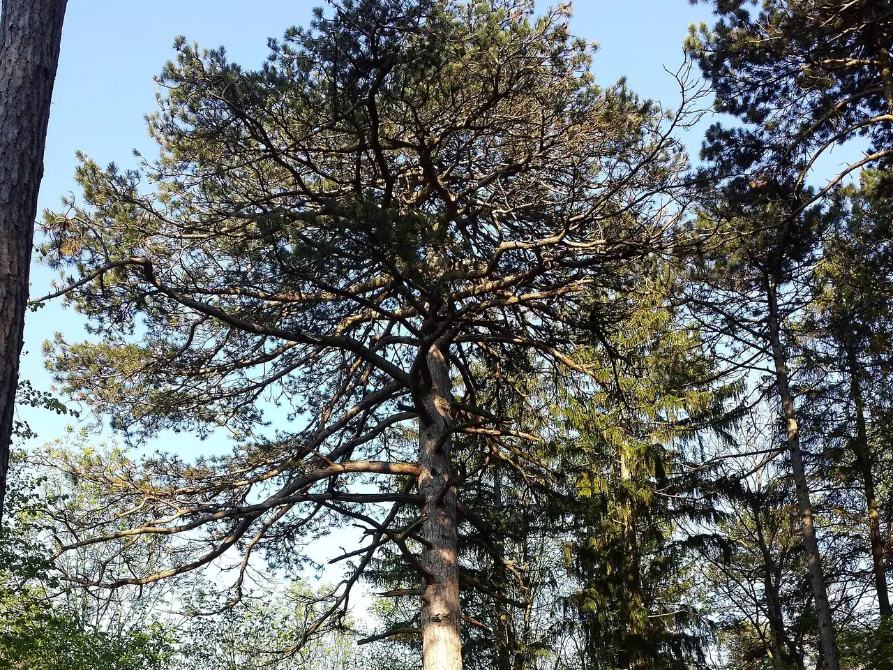 Black pine