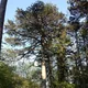 Black pine