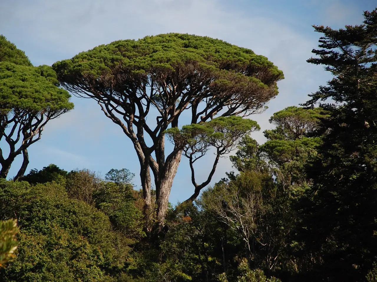 Stone Pine
