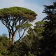Stone Pine