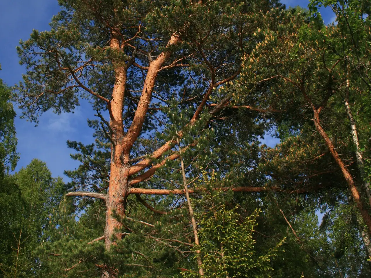 Scots Pine