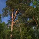 Scots Pine