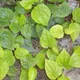 Betel