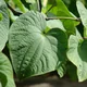 Kava