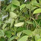 Black pepper