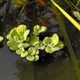 Nile Cabbage