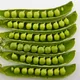 Pea