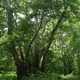 Plantanus orientalis
