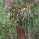 Staghorn fern