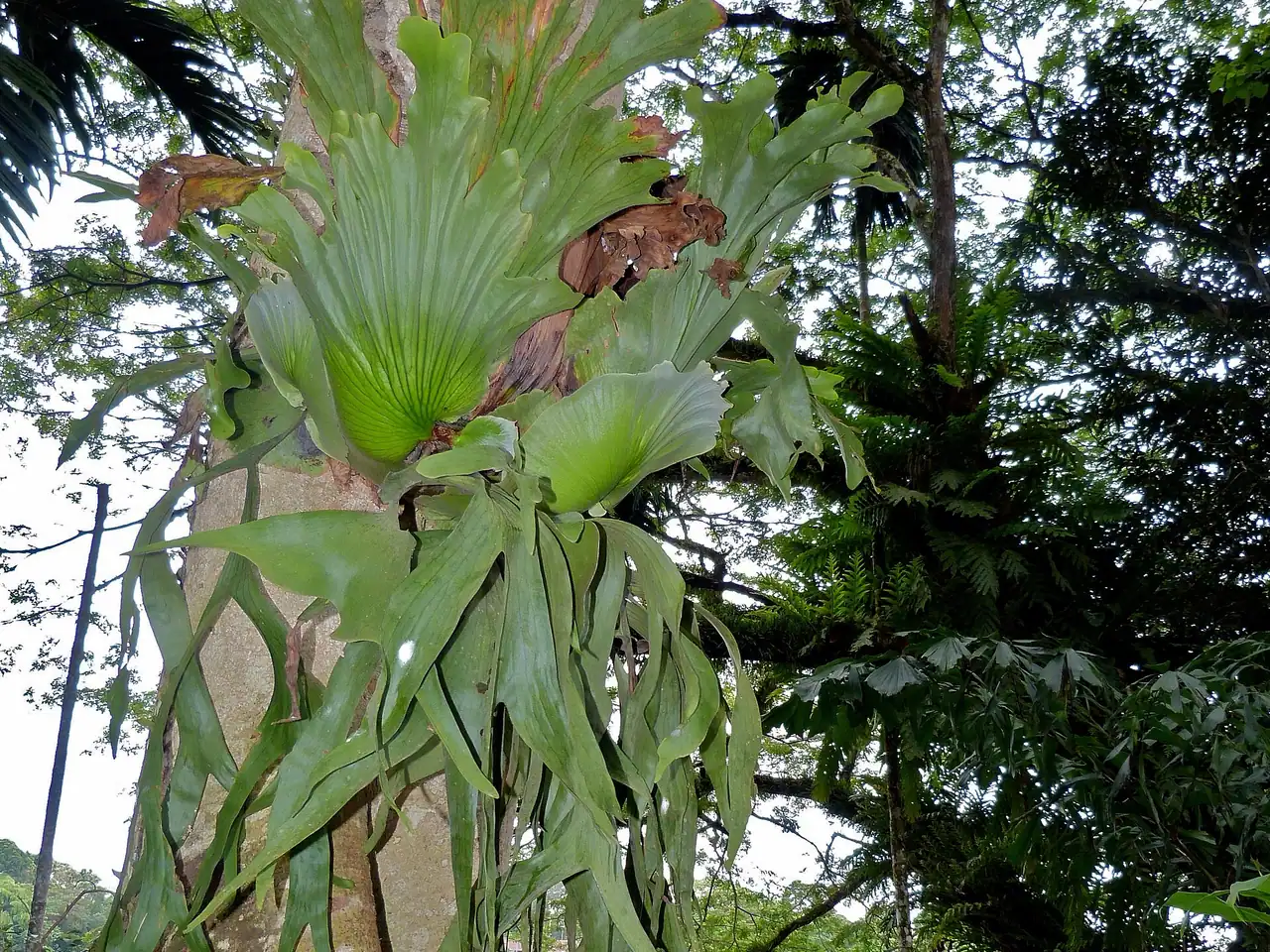 Platycerium coronarium