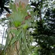Platycerium coronarium