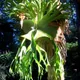 Staghorn fern