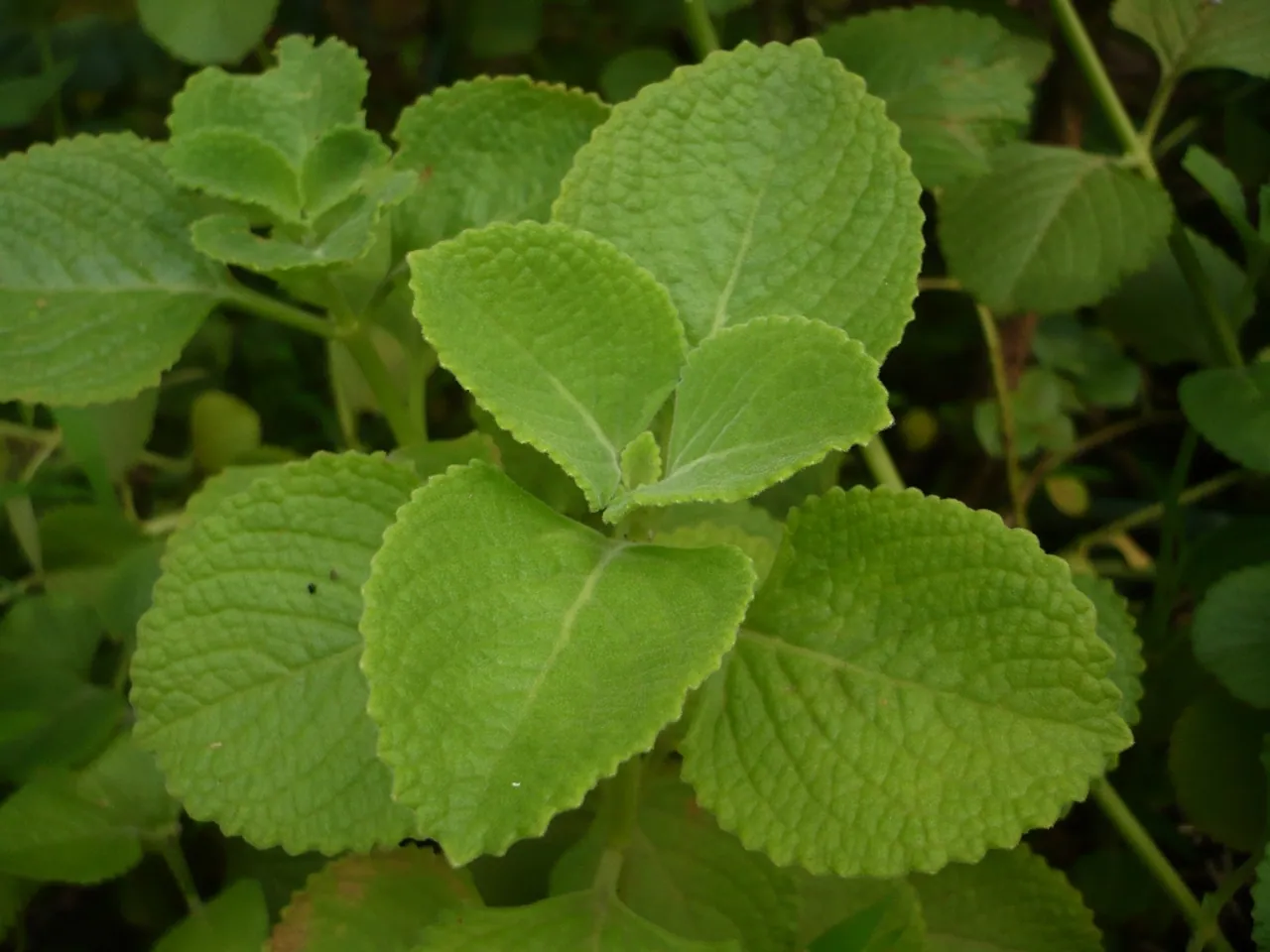 Plectranthus amboinicus