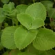 Plectranthus amboinicus