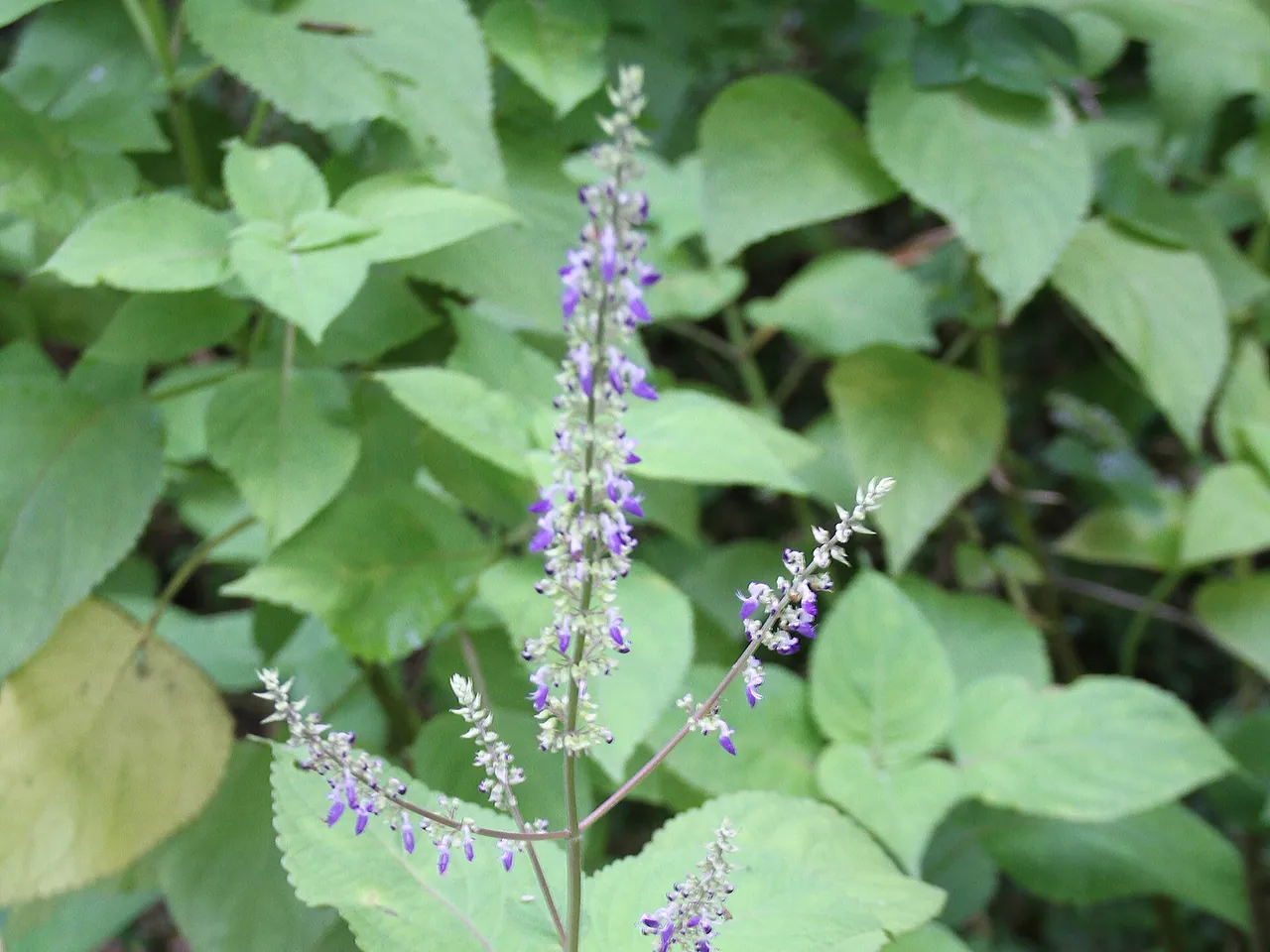 Coleus