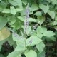 Coleus