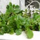 Plectranthus verticillatus