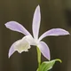 Taiwan pleione